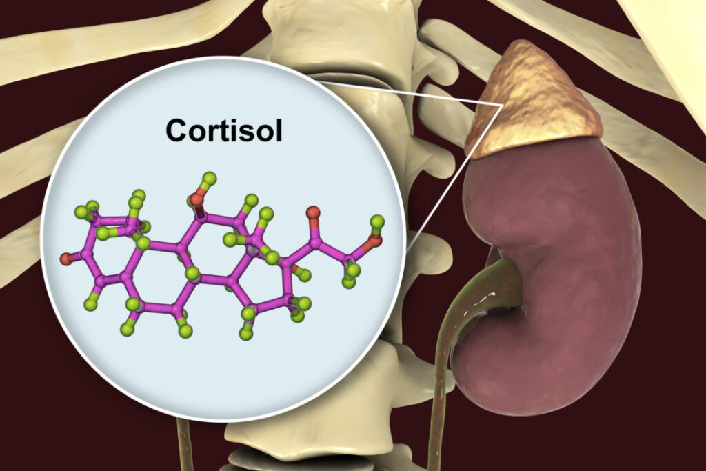 molecule of cortisol hormone and adrenal gland