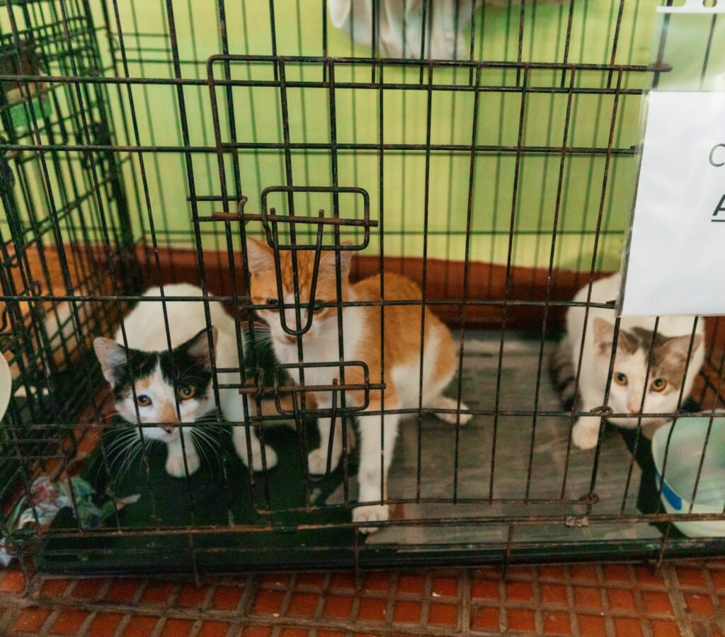 whatsapp image 2025 09 29 at 1.00.59 pm (1)