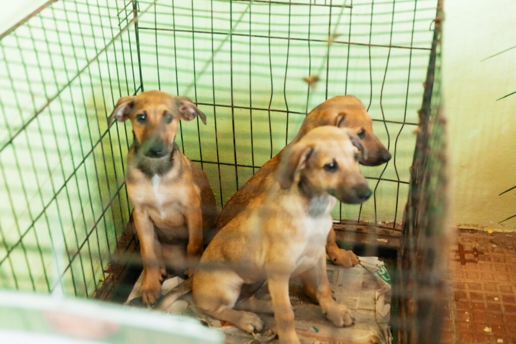 whatsapp image 2025 09 29 at 1.01.00 pm