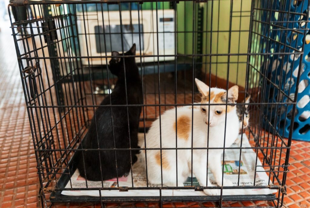 whatsapp image 2025 09 29 at 1.01.00 pm (2)