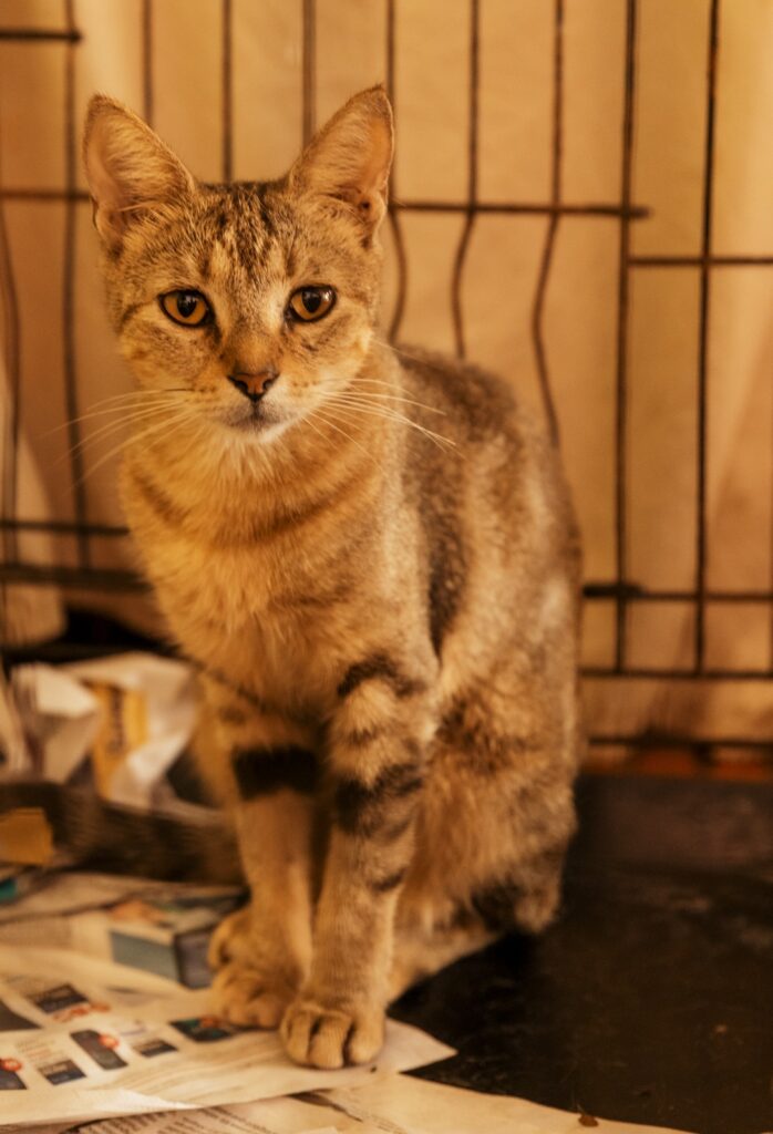 whatsapp image 2025 09 29 at 1.01.01 pm