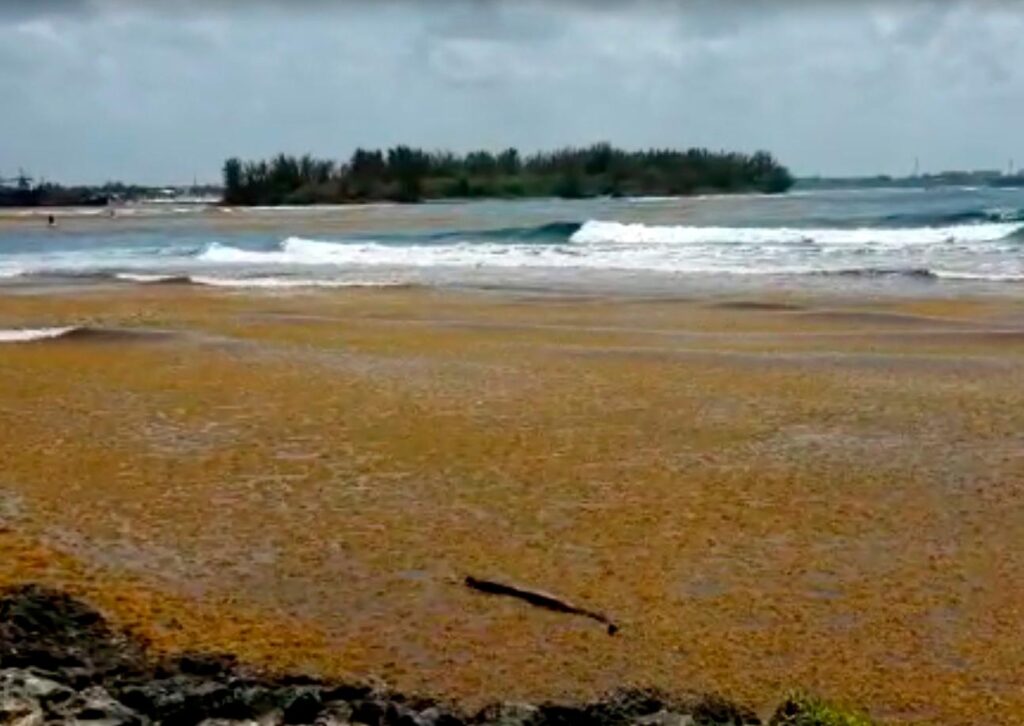 sargazo 13931561 20200519160149