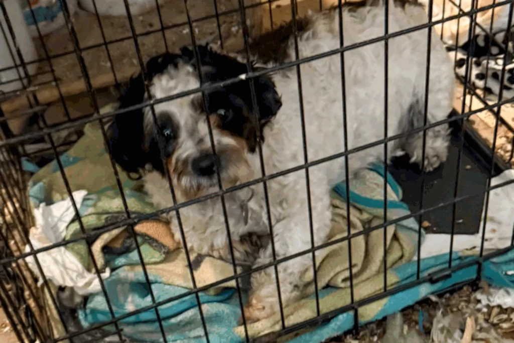 251004 pet rescue ch 0941 eda065