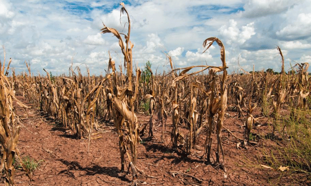 cornfield in drought