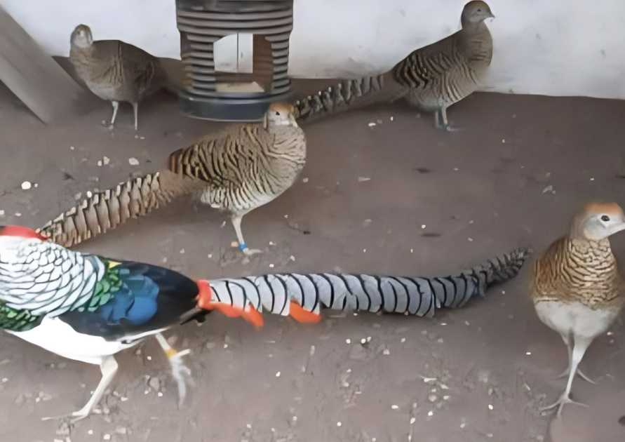 captura de pantalla 2025 12 21 172047