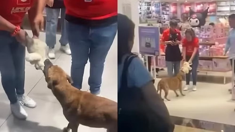 video perrito intenta robar peluche en tienda y clientes hacen coperacha para comprarselo.jpg (1)