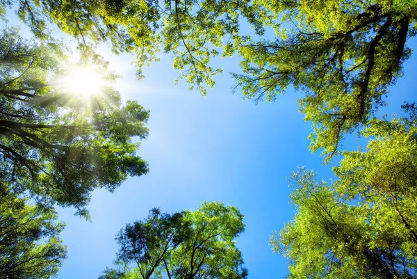 depositphotos 41382917 stock photo treetops framing the sunny blue