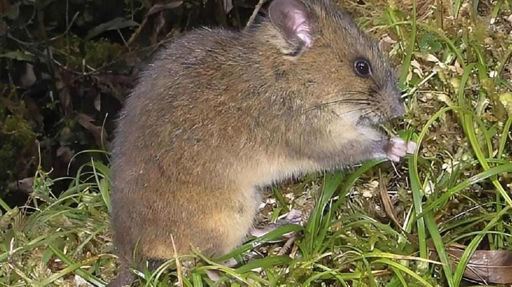 describen nueva especie de roedor en ecuador 875305f6 focus 0 0 896 504