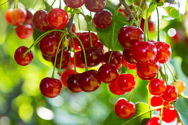 sour cherries on a tree.